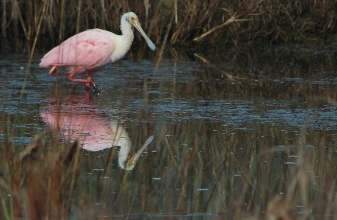 spoonbill